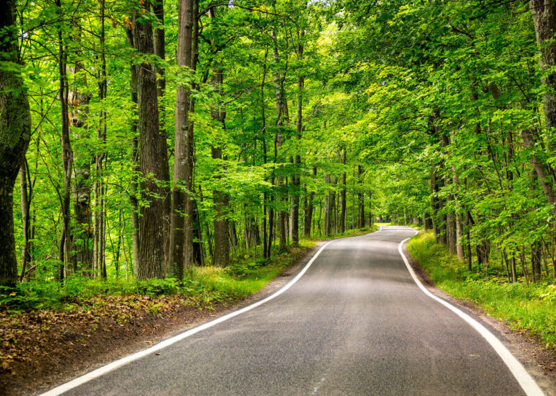 Tree lined road